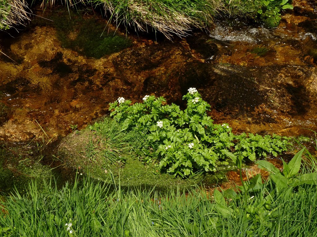 Krummenbach, witte waterkers, Echte Brunnenkresse, Nasturtium officinale by Pieter Klein