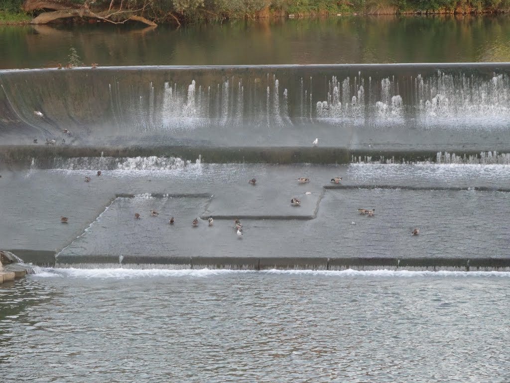 Pigeons in Toulouse by Diego Giuseppe