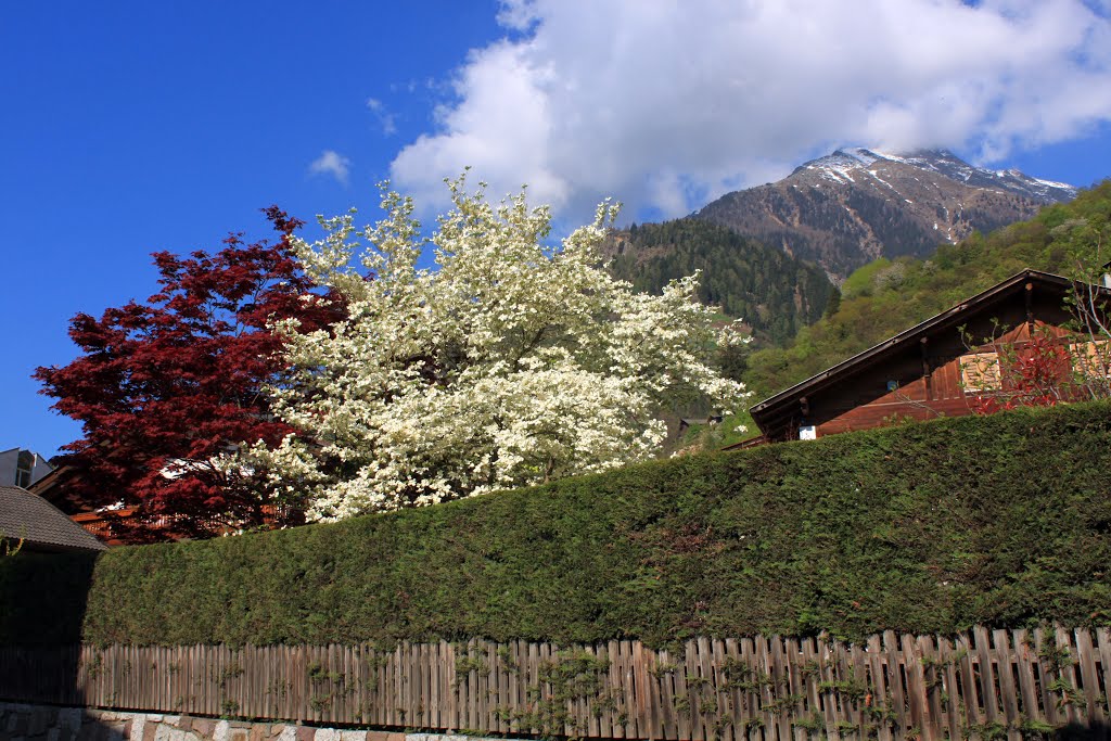 Frühling in Partschins by Uwe Häntsch