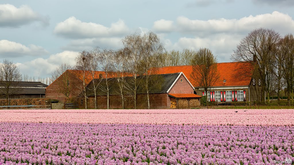 Hyacinth fields Wouwse Plantage by Bram van Broekhoven