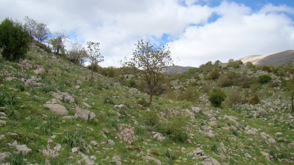 Israel. Mount Hermon Nature Reserve by Igor Svobodin