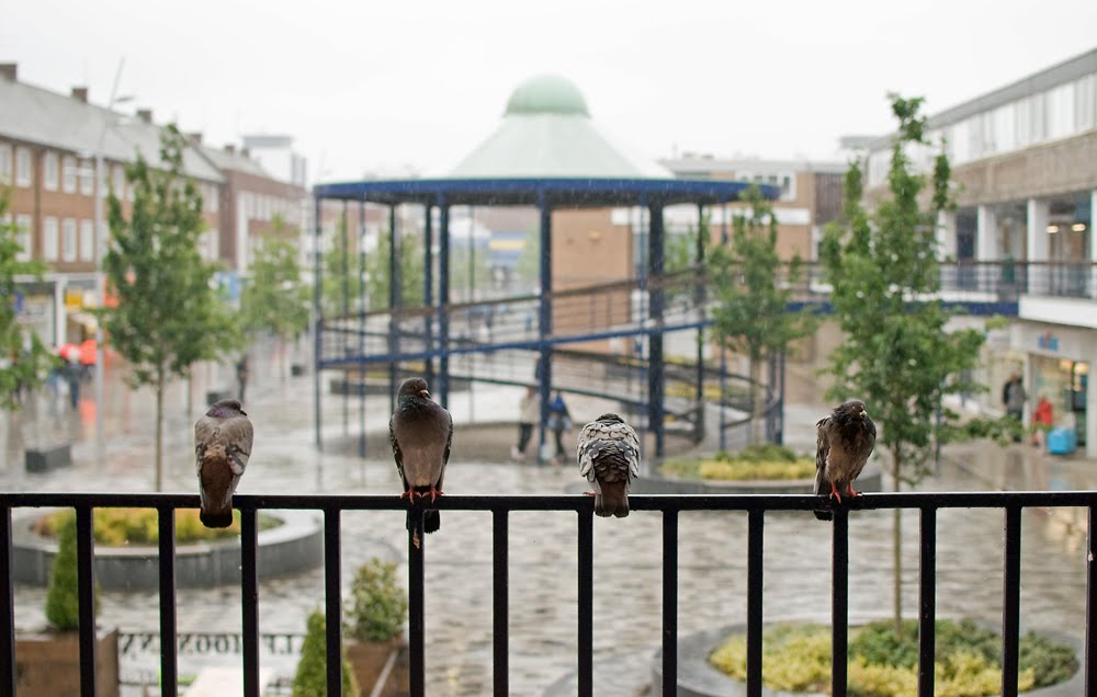 Pigeons , Billingham Centre by Mr.Purple