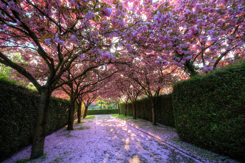 Weg zum Friedhof beim Kloster Loccum by KeybOrgel Wolfgang K…