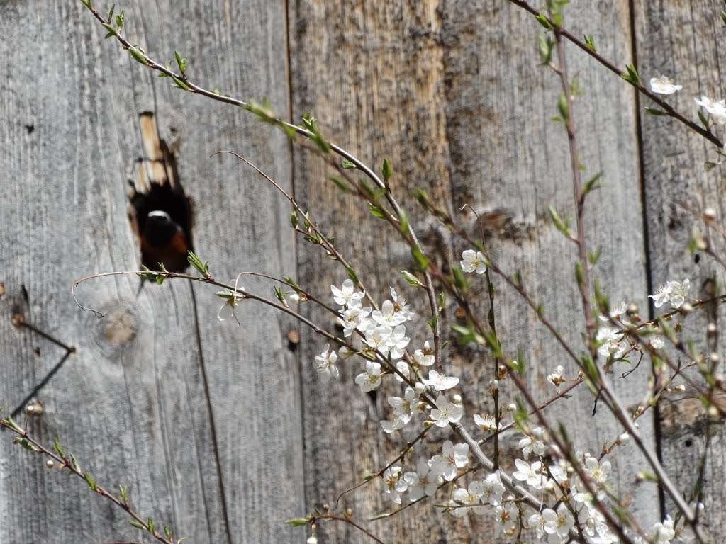 Cavity nest in a wooden house by PlamenB