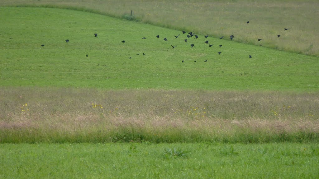 Paysage printanier à Gilley. Les Arces. L'envol. by LOFAJE