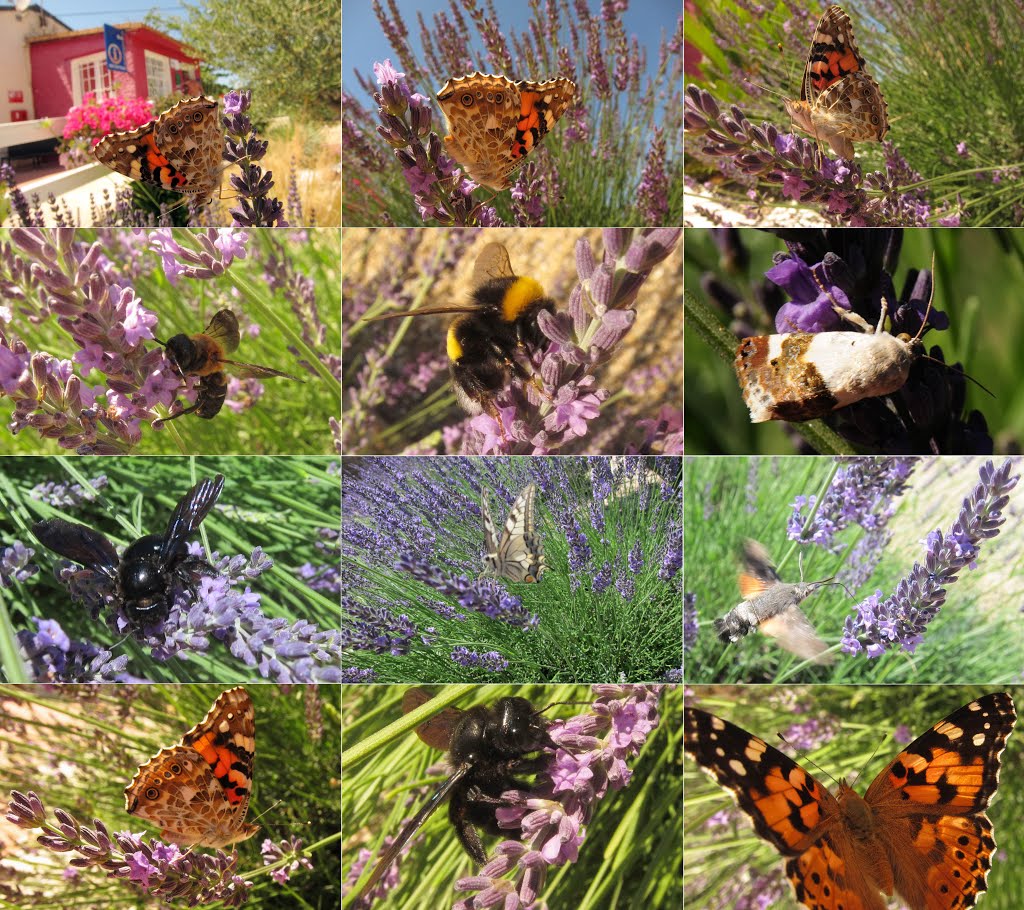 Flowercampping Domaine de Gajan with Lavendula and lots of nice coloured insects by Henk Monster