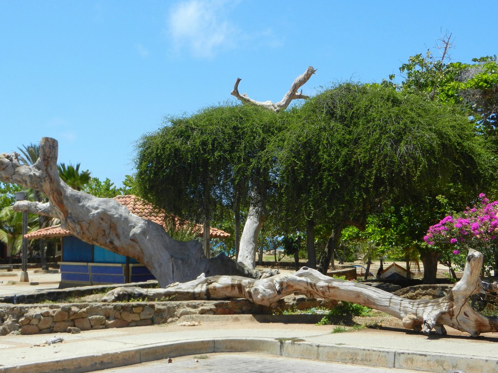 En El Tirano, isla de Margarita (junio de 2015) by Gisele Croce