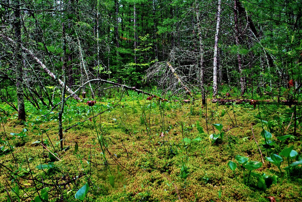 Chippewa County Bog by Aaron Carlson