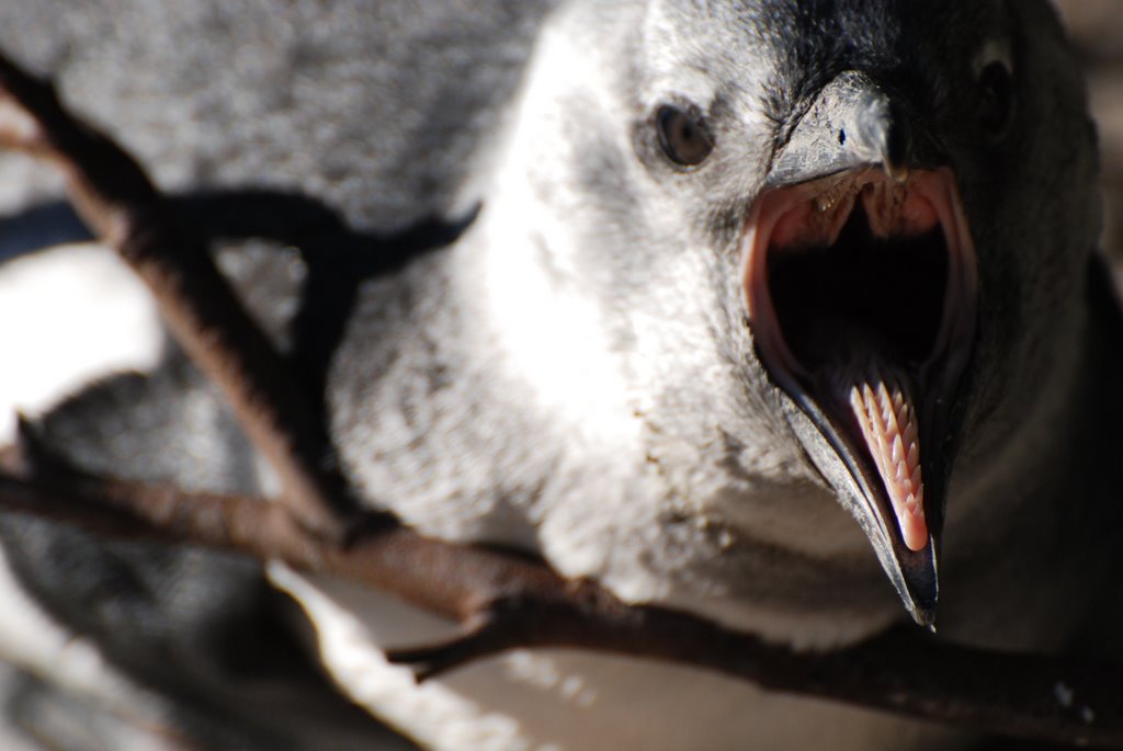 Baby penguin by Francesco Di Nicola