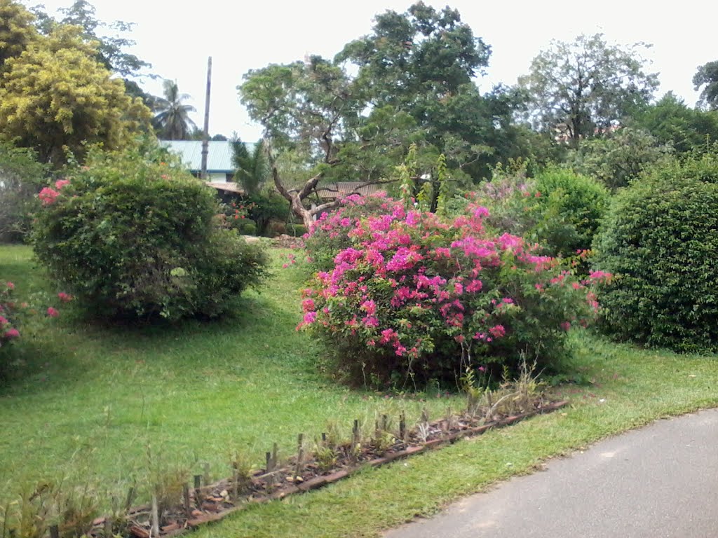 Peradeniya, Sri Lanka by THUSHARA PRASAD Rath…