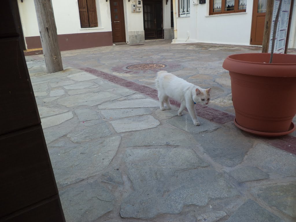 Samos en kokkari en Tsamadou Beach 6-2015 by peter rotterdam