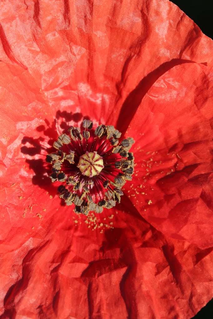 Common Poppy - Papaver rhoeas by Björn S.