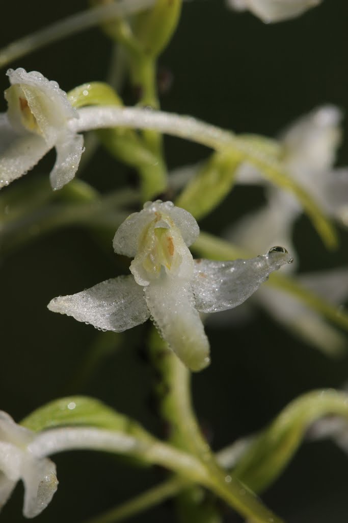 Lesser Butterfly Orchid - Platanthera bifolia by Björn S.