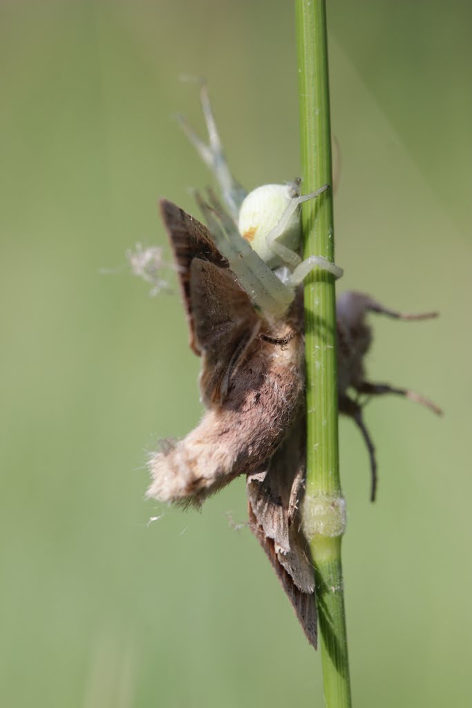 Goldenrod Crab Spider with Smoky Wainscot - Misumena vatia with Mythimna impura by Björn S.