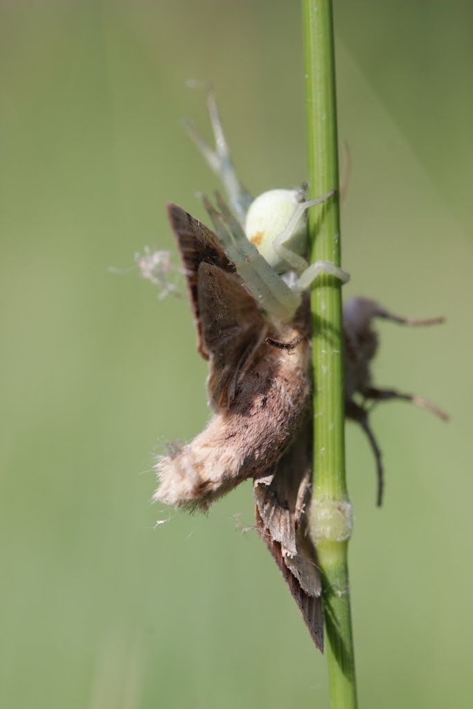 Goldenrod Crab Spider with Smoky Wainscot - Misumena vatia with Mythimna impura by Björn S.