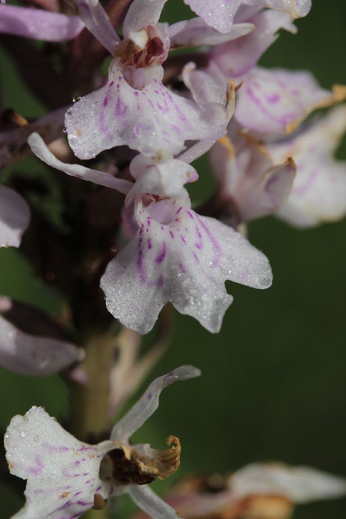 Common Spotted Orchid - Dactylorhiza fuchsii by Björn S.