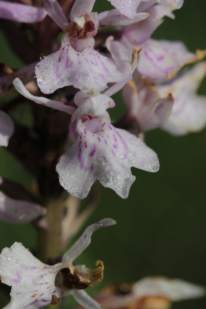 Common Spotted Orchid - Dactylorhiza fuchsii by Björn S.