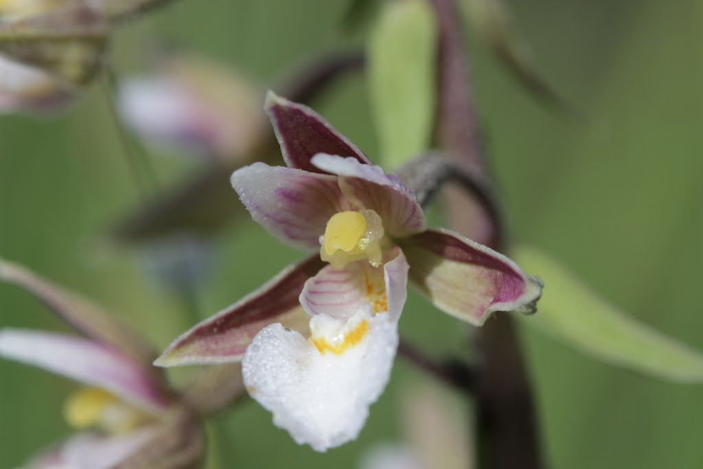 Marsh Helleborine - Epipactis palustris by Björn S.