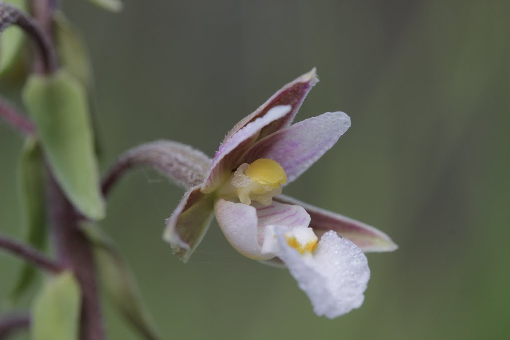 Marsh Helleborine - Epipactis palustris by Björn S.