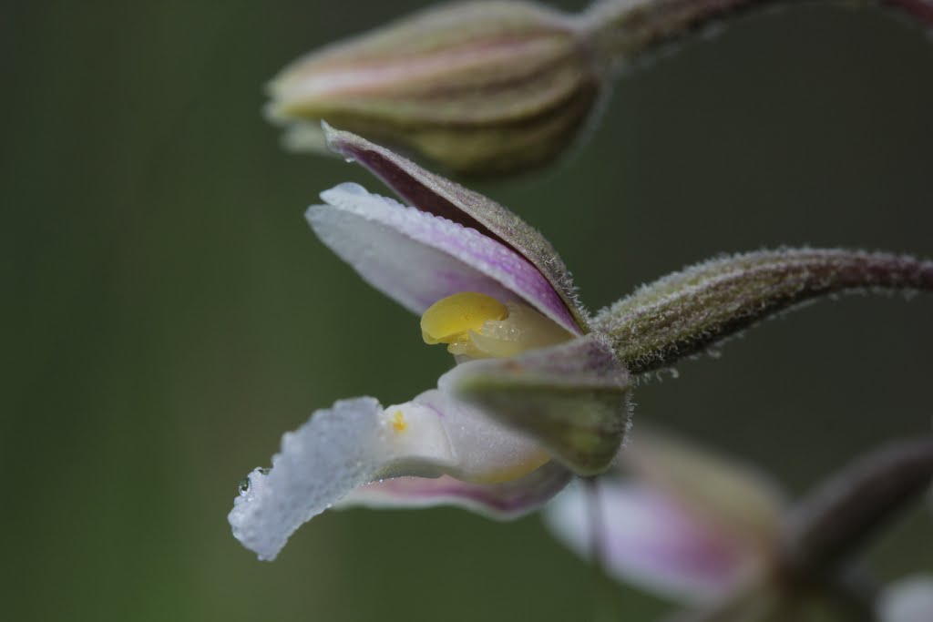 Marsh Helleborine - Epipactis palustris by Björn S.