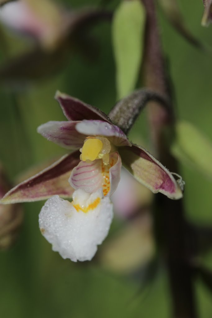 Marsh Helleborine - Epipactis palustris by Björn S.