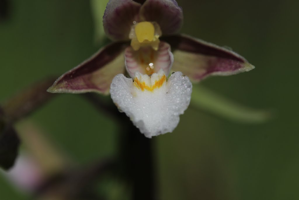 Marsh Helleborine - Epipactis palustris by Björn S.