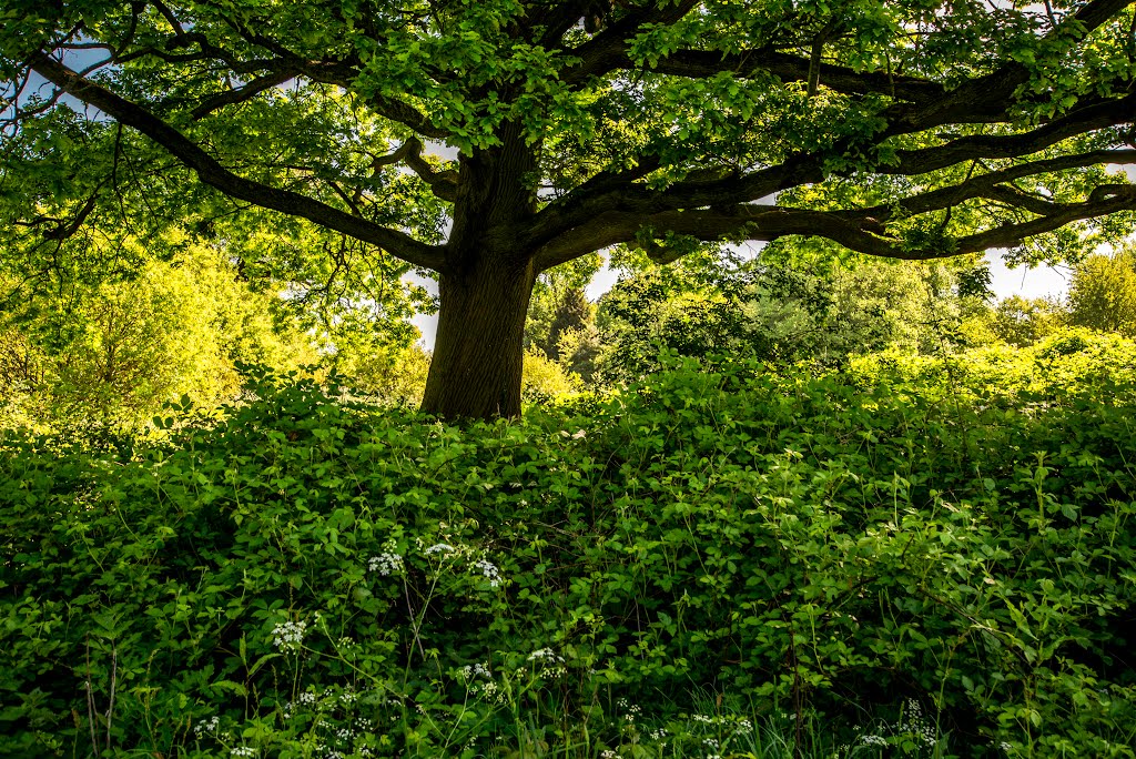 Popes Meadow by DAVID ROBINS