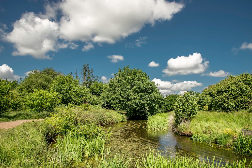 Shepherd Meadow by DAVID ROBINS