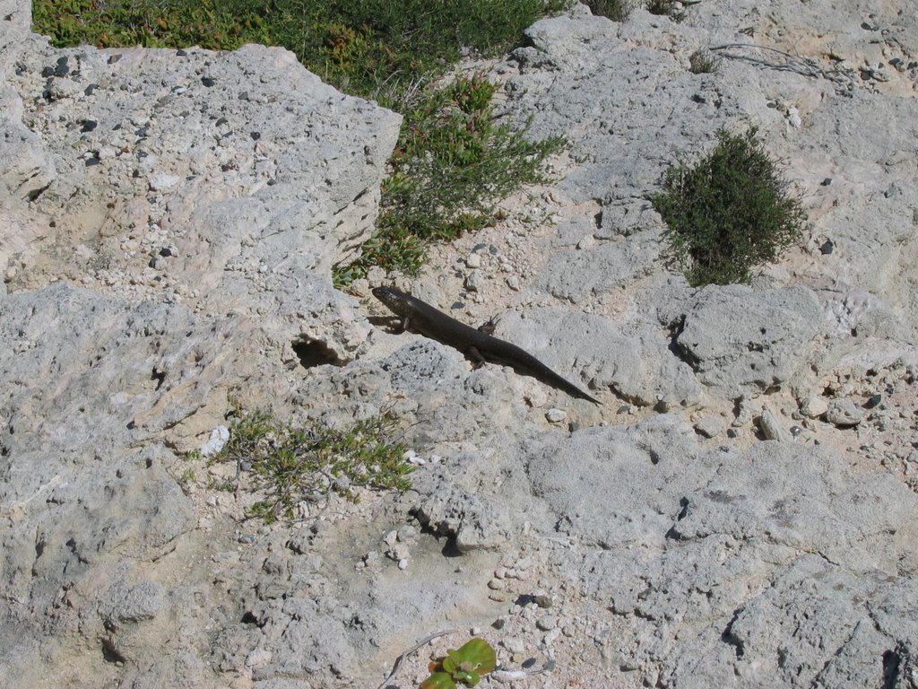 King skink lizzard on Cape Vlamingh, Rottnest Island by Martin Zustak