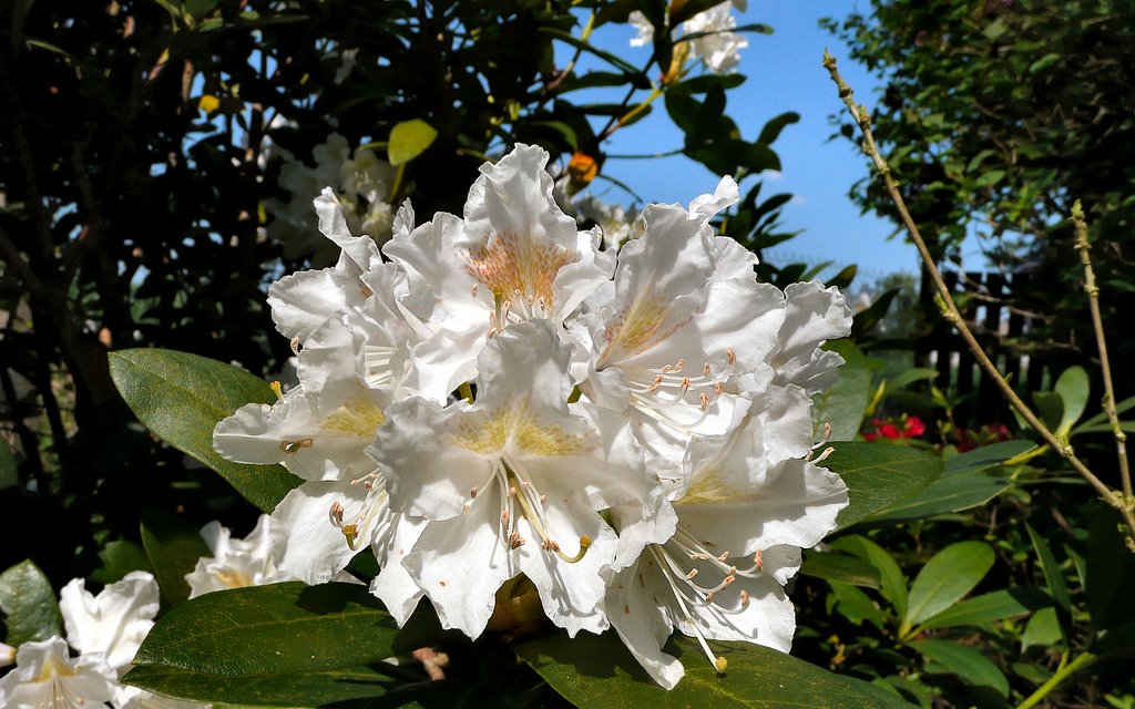 Garten, weißer Rhododendron by Emigrator