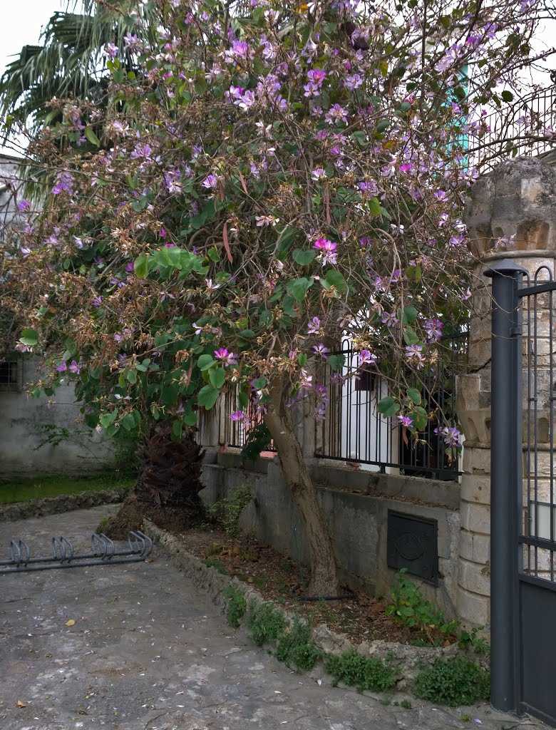 Bauhinia purpurea (Caesalpinaceae). Urape purpureo Cina (Purple Orchid Tree; Butterfly tree) in the garden of Castello Acquaviva, Nardò, Lecce, Apulia, Italy. by Hans R. van der Woud…