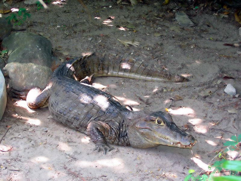 Phuket Zoo Crocodile by Andrey Kuzin (norD79…