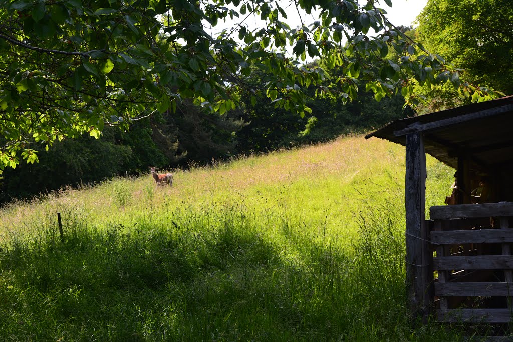 2015-06-14 Deer near North Hill Road Minehead Somerset by Mummervideo