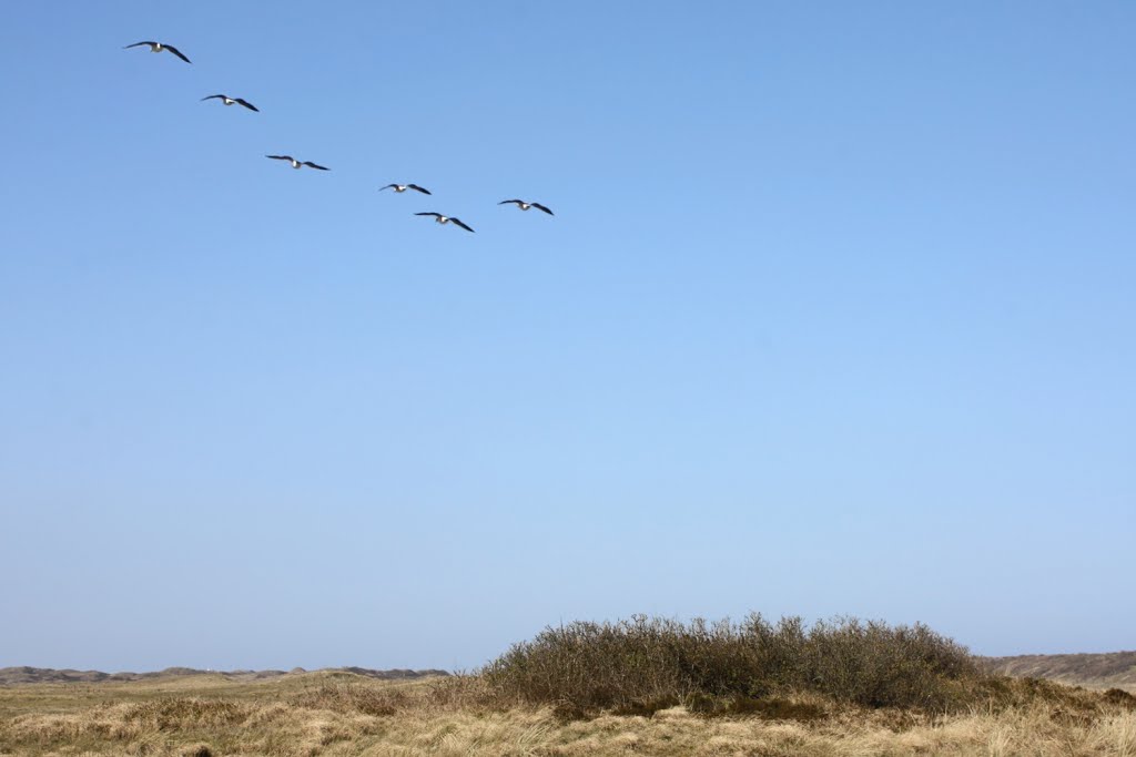 Flug über Langeoog by H-P-S