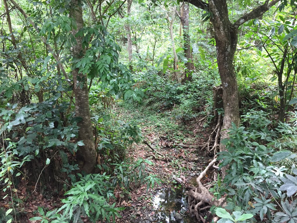 Unnamed Road, Saint Lucia by Jonathan Peter Cox