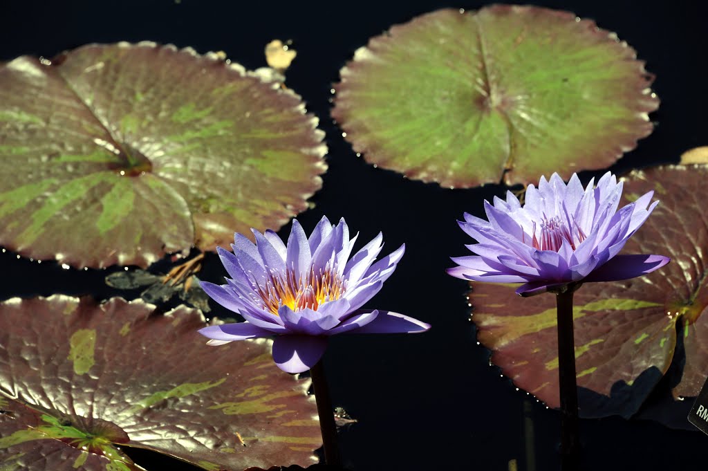 Pretty Flowers by Keith Snyder