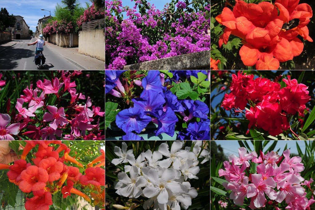 Beautiful flowers near Bosseron and the villages at the Gard district by Henk Monster