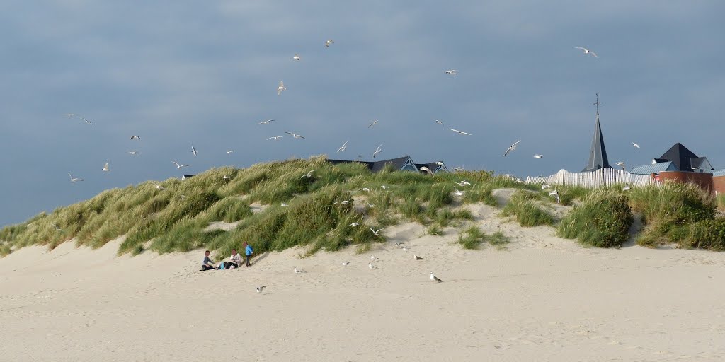 Berck - Mouettes en quette de nouriture by epaulard59