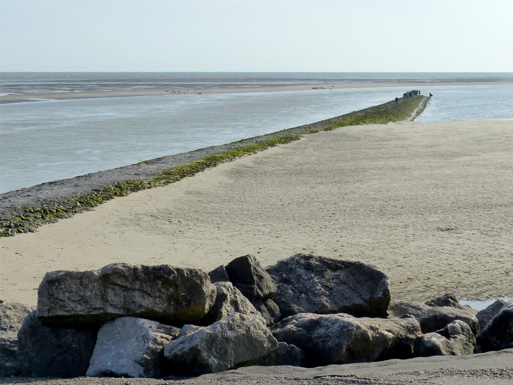 Berck - L' Authie - Les phoques sur le banc de sable by epaulard59