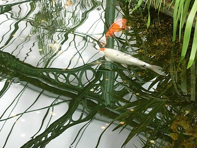 Fish in Conservatory, Wilhelma by Carol Jackson