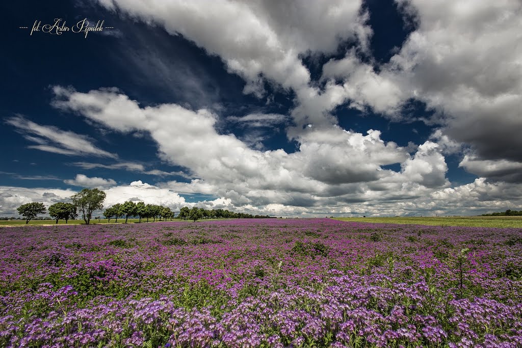 Piotrków Trybunalski, Poland by Artur Popiołek