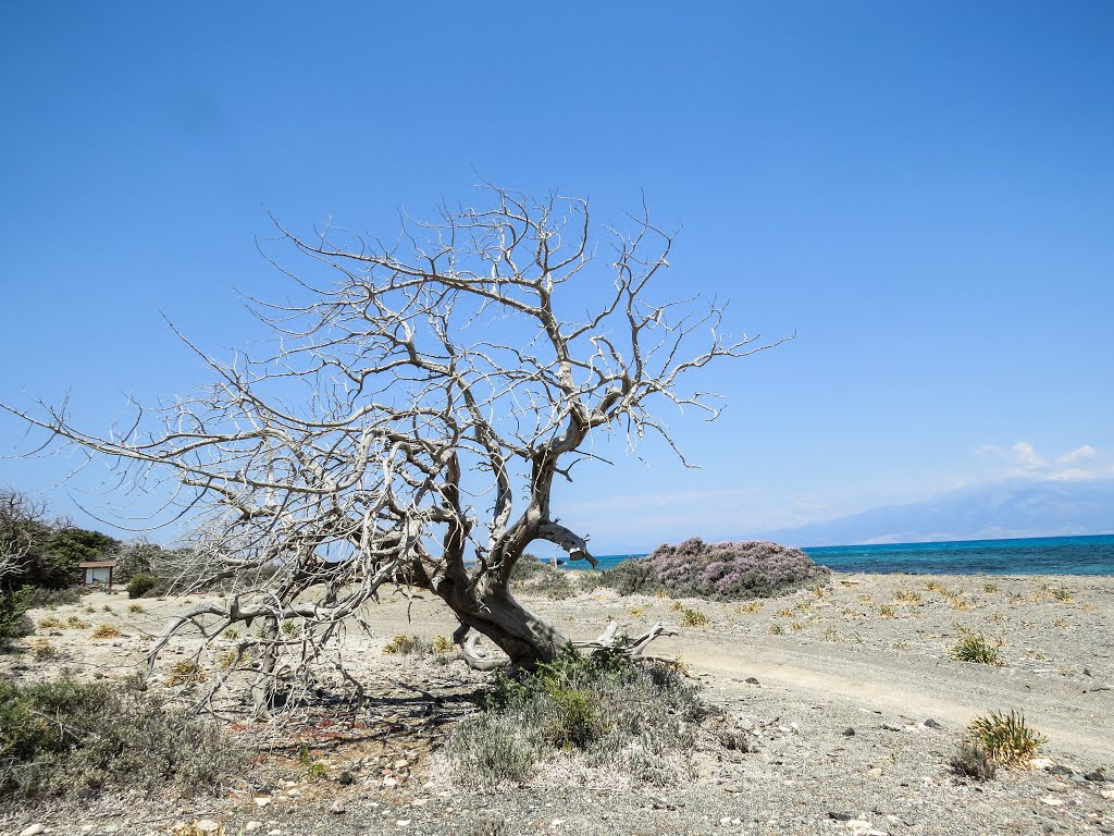 Ierapetra, Greece by IOSIF KAMPANAKIS