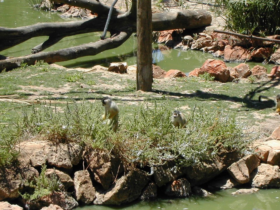 Zoo de Lagos jul08 by pjpab