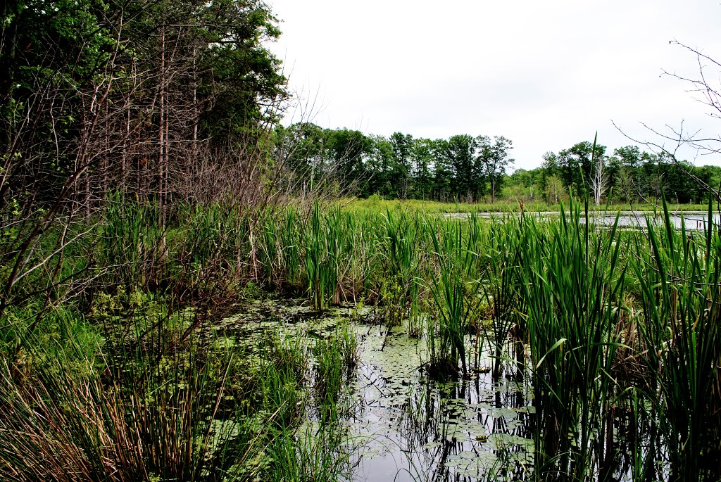 Plummer Lake by Aaron Carlson