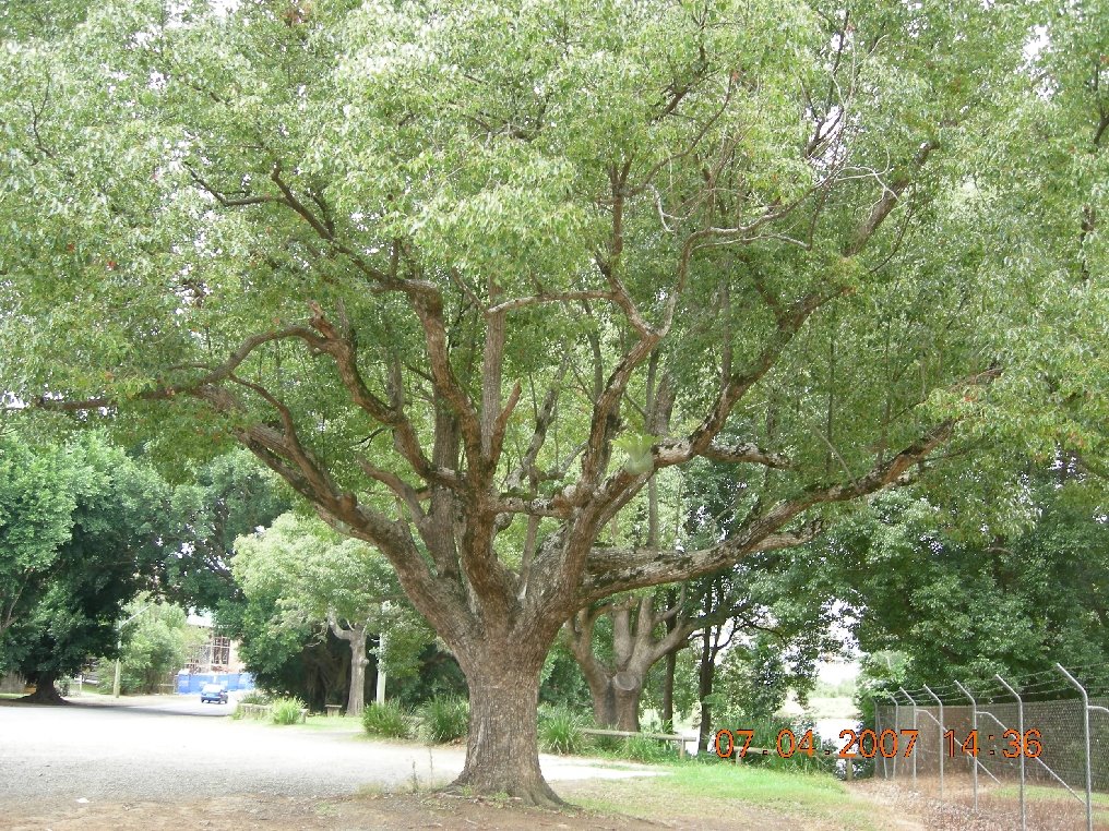 Tree of life by ollieblack