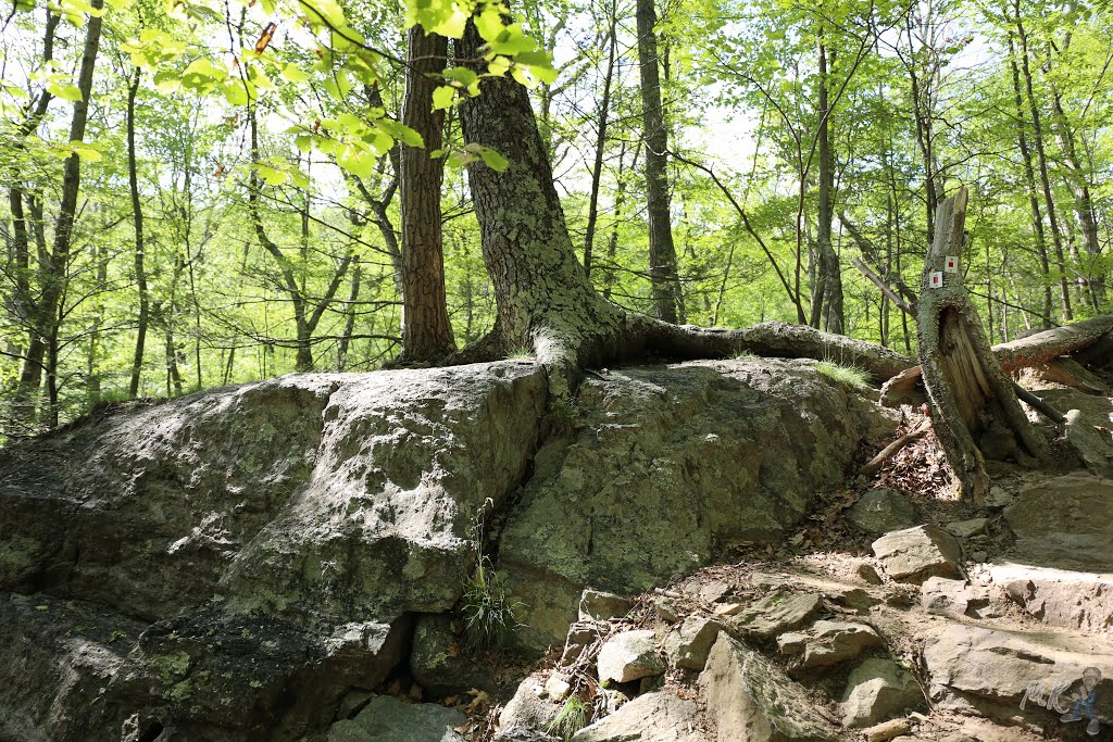 Red Dot Trail to Summit of Mount Tammany (Length 1.3 miles, one-way) - Worthington State Forest - Columbia, Warren County, NJ, USA.- June, 7, 2015. by mariok40