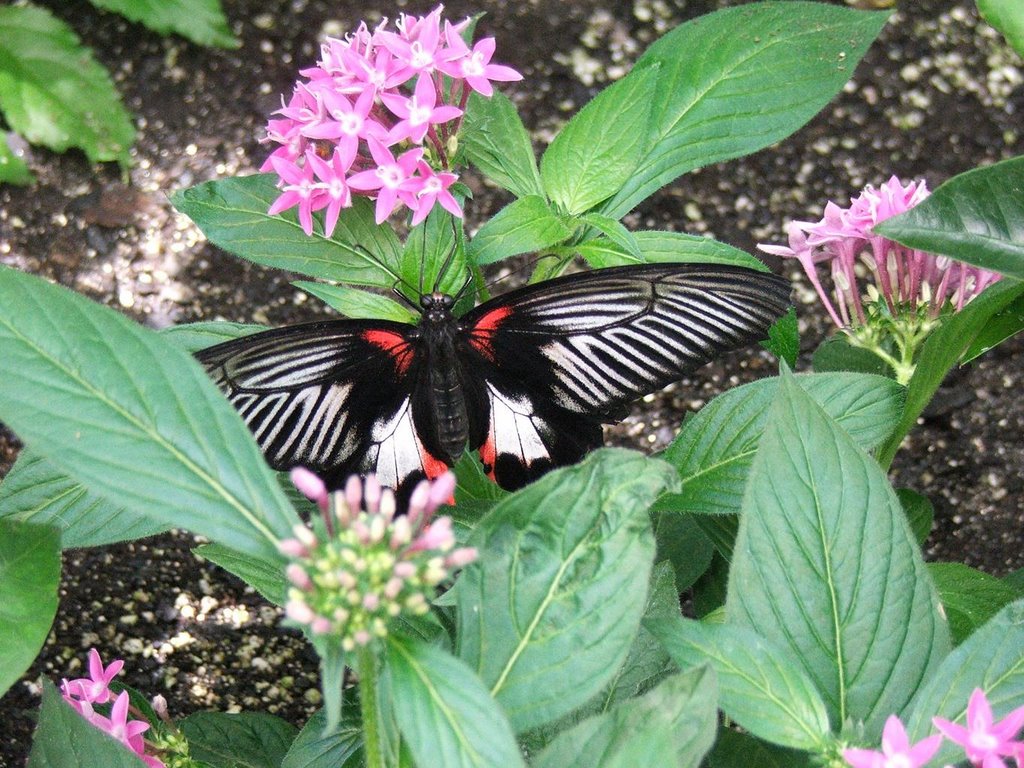 Brookside Gardens - Wheaton Regional Park - Butterflies 7 by kiwanji