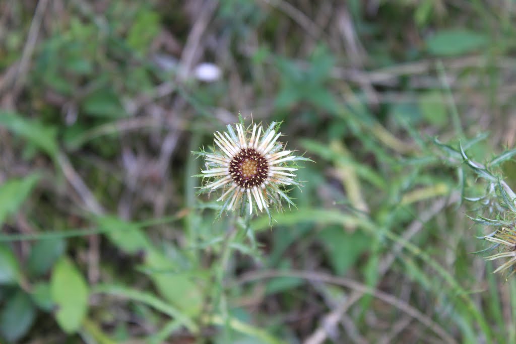 Chardon en Fleur by Michel Viard