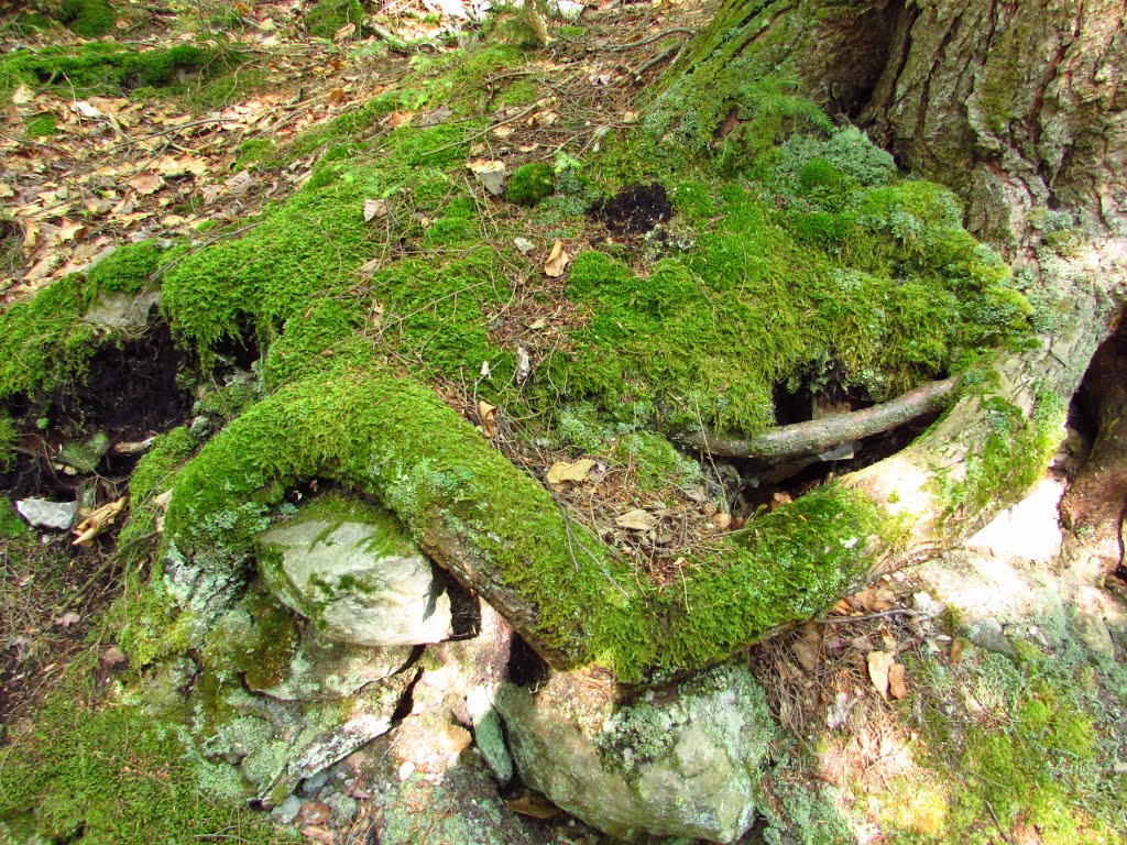 Moss on Lye Brook Falls Trail by Chris Sanfino