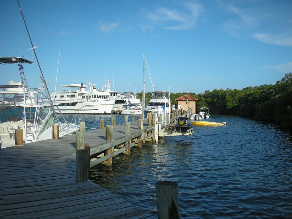 Parrot Tree Dock by jasten